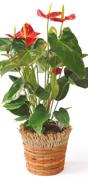 mosaïque : vue sur l'anthurium