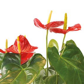 mosaïque : vue sur les fleurs rouges de l'anthurium