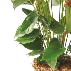 mosaïque : feuillage de l'anthurium