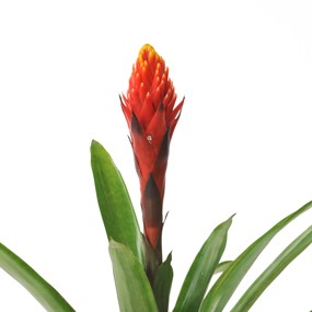 mosaïque : fleurs du billbergia
