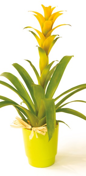 mosaïque : vue sur la plante