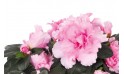 L'Agitateur Floral | zoom sur les fleurs roses de l'azalée