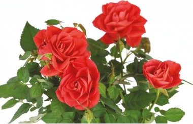 zoom sur les roses rouges du rosier