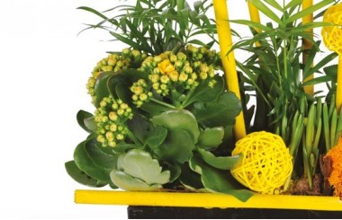 image d'un kalanchoé jaune de la coupe de plantes