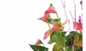 image des minis anthuriums rose vert