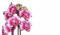 image des minis orchidées