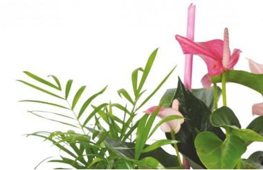 vue sur le haut de la Composition de plantes Le Jardin des Druides