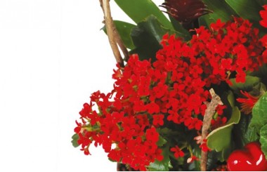 vue sur les nertera du Panier de plantes Antho le Jardinier