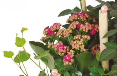 zoom sur un kalanchoé de la coupe de plante