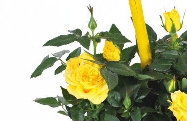 vue sur un rosier de couleur jaune