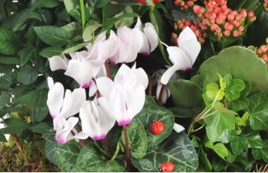 zoom sur un cyclamen de la coupe de plantes vertes et fleuries