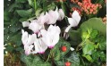 zoom sur un cyclamen de la coupe de plantes vertes et fleuries