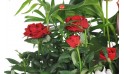zoom sur un rosier rouge de la coupe de plantes vertes & fleuries
