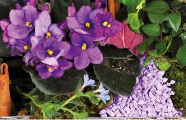 vue sur des pervenche bleu de l'assemblage de plantes le jardin enchanté