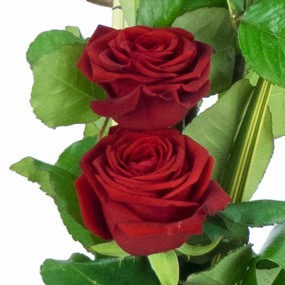 mosaïque : zoom sur deux roses rouges