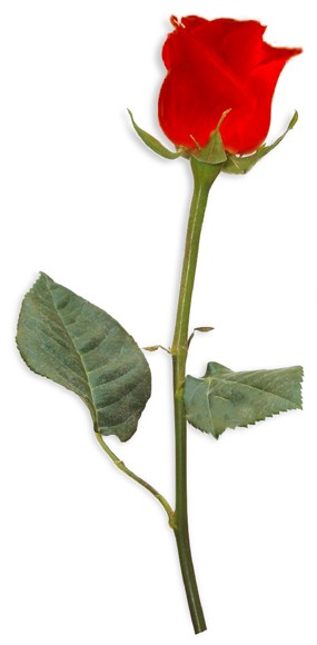 mosaïque : image d'une rose rouge