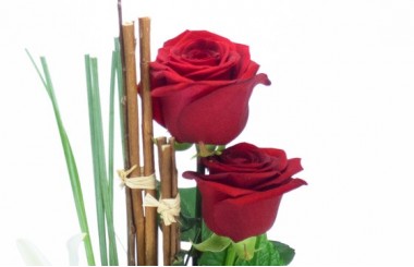 zoom sur deux roses rouges