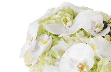 vue sur les orchidées blanches