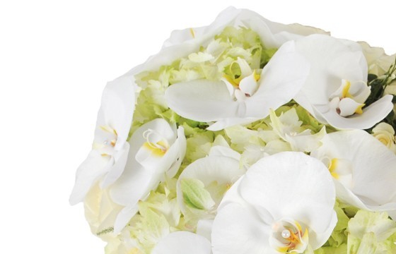 vue sur les orchidées blanches