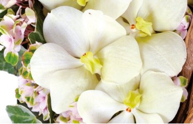 zoom sur un fleuron d'orchidée vanda du coeur en fleurs Douceur