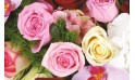 zoom sur des roses roses et une rose blanche