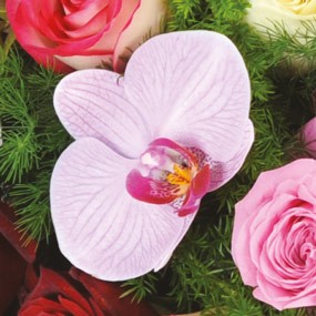 mosaïque : fleuron d'orchidée phalaenopsis