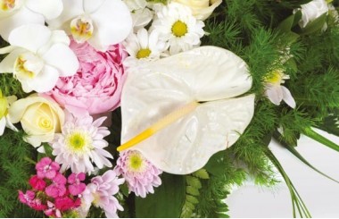 zoom sur un magnifique anthurium blanc du coeur Archange