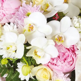 mosaïque : zoom sur les orchidée blanches