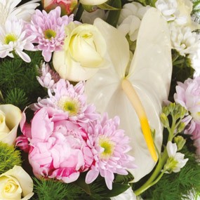 mosaïque : vue sur une pivoine rose et un anthurium blanc du coeur de deuil archange