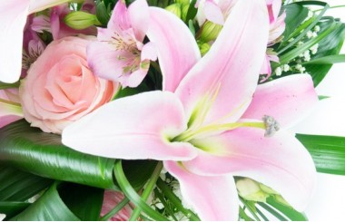 L'Agitateur Floral | vue sur un splendide lys rose