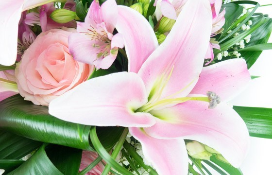 L'Agitateur Floral | vue sur un splendide lys rose