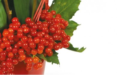 L'Agitateur Floral | zoom sur les hypéricums de couleurs rouges