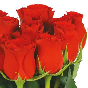 mosaïque : zoom sur les roses rouges