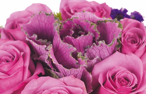 vue sur le chou coloré de la composition victoria