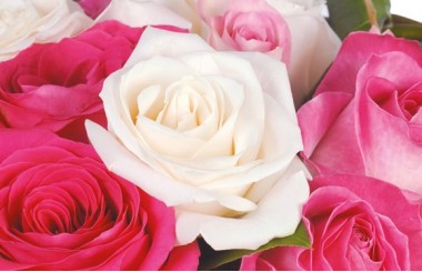 vue sur une rose blanche