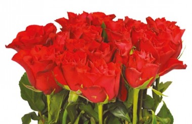 vue sur les roses rouges