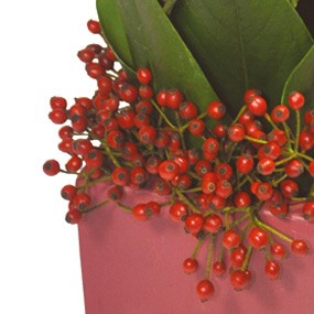 mosaïque : vue sur les hypéricums rouges