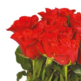 mosaïque : vue sur les roses rouges