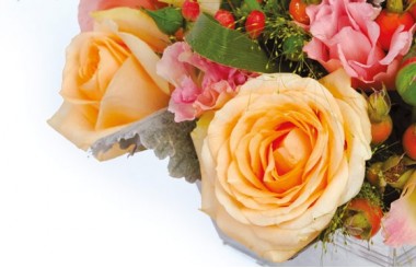 zoom sur une magnifique roses de couleur orange-miel