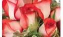 zoom sur une magnifique roses rouges de la composition Subtil