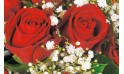 L'Agitateur Floral | zoom sur des roses rouges du bouquet Milan