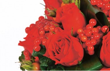 zoom sur les roses rouges et les baies