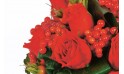 zoom sur les roses rouges et les baies