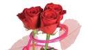 zoom sur les trois roses rouges