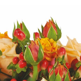 mosaïque : vue sur les boutons de roses