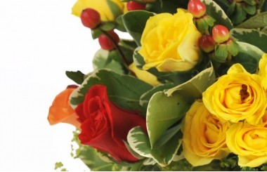 zoom sur une rose jaune et rouge