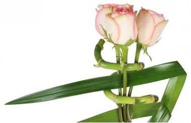 zoom sur les roses roses