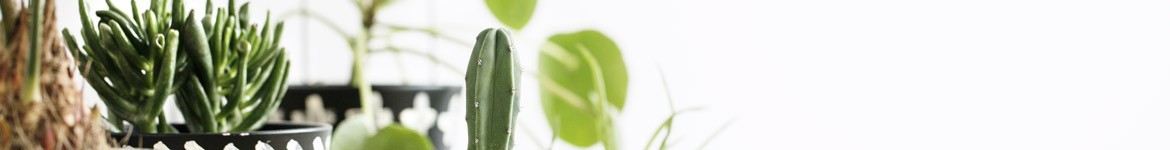 Livraison de plantes, dépolluantes, de saison par un artisan fleuriste