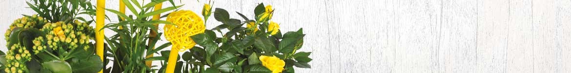 Livraison de plantes par un artisan fleuriste 7j/7 en 4h