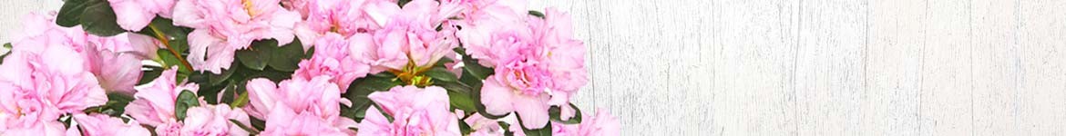 Livraison de plantes de saison par un artisan fleuriste français